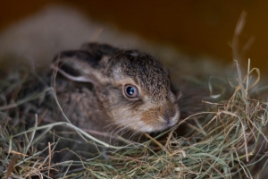 Jeden z naszych szarak&oacute;w znalazł się na Mysikr&oacute;likowym kalendarzu.