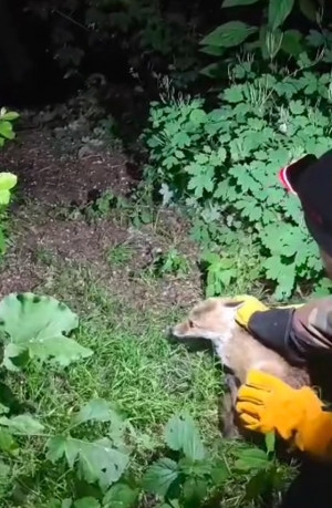 &bdquo;To nie smok, to tylko młody lisek&rdquo;!