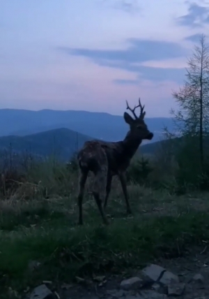 Powr&oacute;t kozła w las!