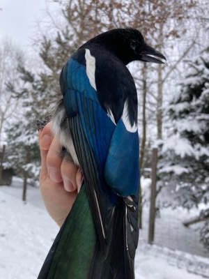 &bdquo;Zwyczajna niezwyczajna&rdquo;, czyli Polska papuga ❤️