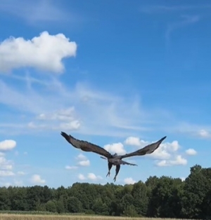 Kilka słonecznych powrotów na wolność