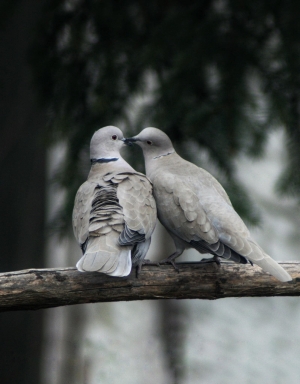 Mysikr&oacute;lik zaraża miłością do zwierząt!