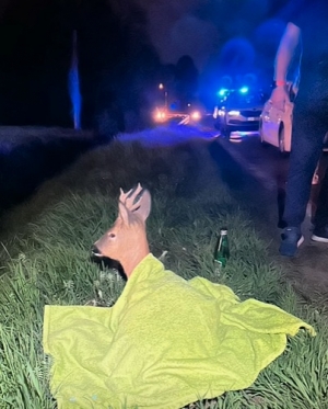 Z kopyta! Lub aby być poprawnym z kopytek!