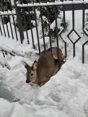 Sarny często wpadają w tarapaty.