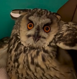 Sowa uszatka