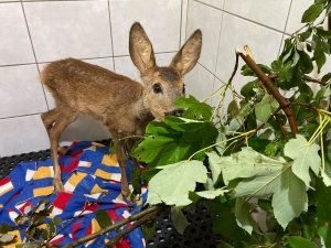 &bdquo;W tę zieleń, w tę zieleń&rdquo;