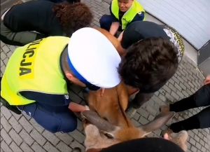 Bielsko-Biała miasto w g&oacute;rach czy g&oacute;ry w mieście?