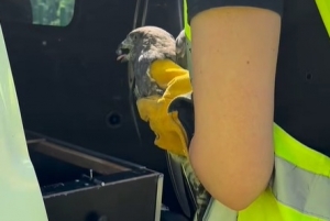 Myszołów potrącony przez samochód na S1