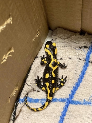 W garażu można spotkać r&oacute;żne zwierzęta!