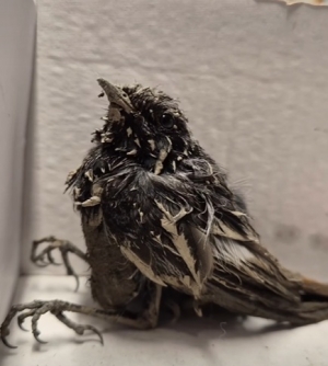 Zziębnięty i umorusany błotem ptak